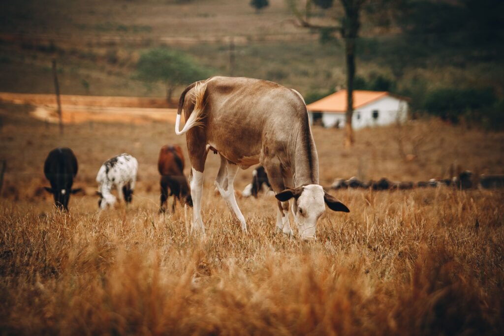 Ranch pexels helenalopes 3114147